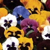 Pansy Grande Fragrance 400 Plants + 240 FREE (2nd Delivery Period)