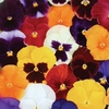 Pansy Grande Fragrance 70 Medium Plugs