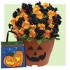 Pansy Halloween Mix 1 Pre Planted Container