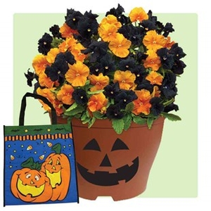 Pansy Halloween Mix 1 Pre Planted Container