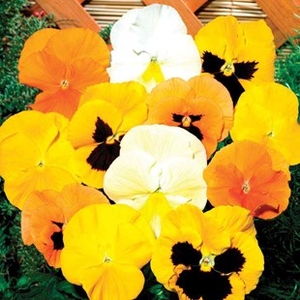 Pansy Zest 70 Medium Plug Plants