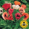 Papaver Pizzicato 12 Large Plants