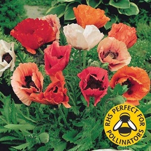 Papaver Pizzicato 12 Large Plants