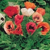 Papaver Pizzicato 24 Large Plants