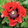 Papaver Turkenlouis 6 Bulbs