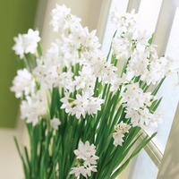 Paperwhite Daffodils 14 bulbs + Rustic Basket