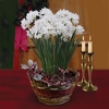 Paperwhite Daffodils in Ornate basket
