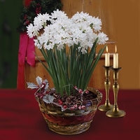 Paperwhite Daffodils in Ornate basket