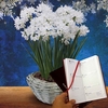 Paperwhite Daffodils in Ornate basket plus Diary