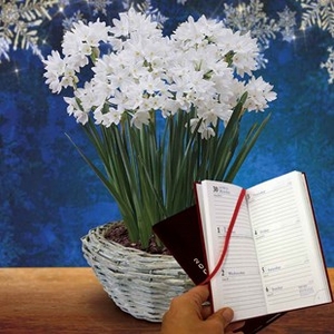 Paperwhite Daffodils in Ornate basket plus Diary