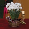 Paperwhite Daffodils in Rustic basket