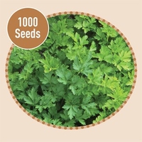 Parsley 1000 Seeds