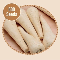Parsnip Gladiator F1 500 Seeds