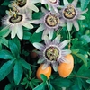 Passionflower (Passiflora Careula) 3 Plant 3 litre