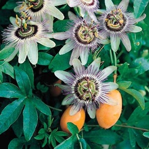 Passionflower (Passiflora Careula) 3 Plant 3 litre