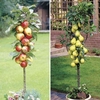 Patio Apple (Gala) & Pear (Doyenne) Trees 9cm Pot