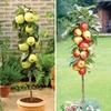 Patio Apple Trees (Gold Del/Gala) 9cm Pot