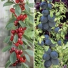 Patio Cherry & Plum Trees 9cm Pot