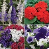 Patriotic Mix 48 Mega Plants