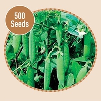 Peas Kelvedon Wonder 500 Seeds