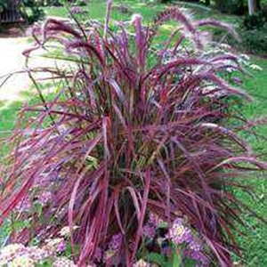 Pennisetum Fireworks 3 9cm Pot