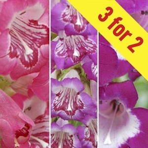 Penstemon Collection 3 Plants 2 Litre
