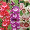 Penstemon Collection 6 Large Plants