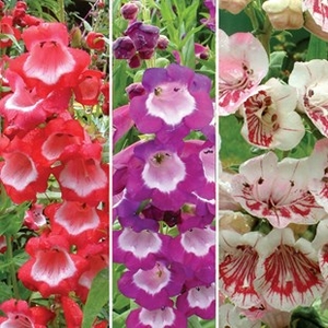 Penstemon Collection 6 Large Plants