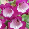 Penstemon Grape Taffy 3 Plants 2 Litre