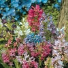 Penstemon Magical Mix 12 Large Plants