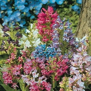 Penstemon Magical Mix 12 Large Plants
