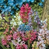 Penstemon Magical Mix 24 Large Plants