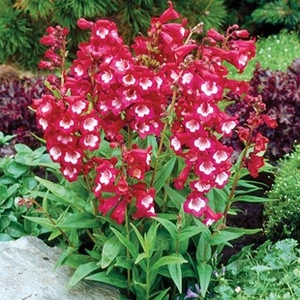 Penstemon Red Bells 12 Large Plants
