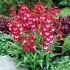 Penstemon Red Bells 24 Large Plants