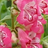 Penstemon Strawberry Taffy 3 Plants 2 Litre