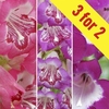 Penstemon Taffy Collection 3 Plants 2 Litre