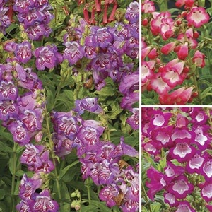 Penstemon Taffy Collection 6 Large Plants
