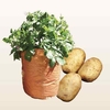 Pentland Javelin Potatoes (1kg) Plus 3 Patio Planters