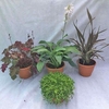 Perennial Container Bonanza 8 Pre Planted Containers