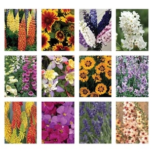 Perennial Mixed Collection 12 Large Plants