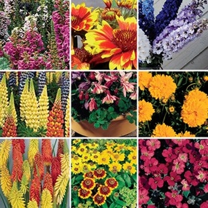 Perennial Mixed Collection 24 Large Plants