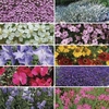 Perennial Prism 12 Mega Plants