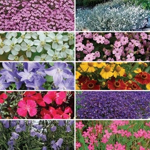 Perennial Prism 24 Large Plants