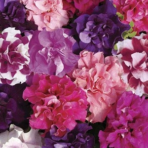 Petunia Bolero 12 Mega Plants