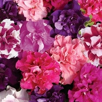 Petunia Bolero 24 Large Plants
