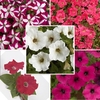 Petunia Cascadia Mix 2 Hanging Baskets