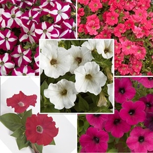 Petunia Cascadia Mix 2 Hanging Baskets