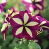 Petunia Crazytunia Knight Rider (Trailing) 3 Large Plants