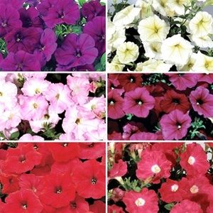 Petunia Grand Prix Patchwork 100 Plants + 60 FREE