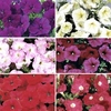 Petunia Grand Prix Patchwork (Semi-Trailing) 70 Medium Plug Plants